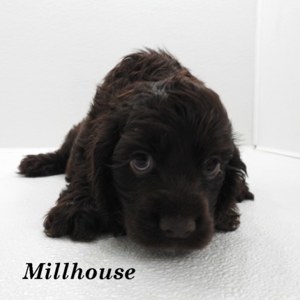 puppy, for, sale, Cocker Spaniel, Joe & Cherri  Overlease, dog, breeder, Miller, MO, dog-breeder, puppy-for-sale, forsale, nearby, find, puppyfind, locator, puppylocator, aca